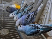 1 aylık muhabbet kuşu yavrular ele kula alıştırmalık