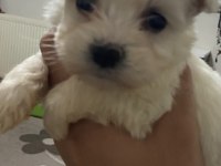 0 numara maltese terrier