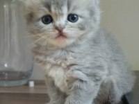 Golden Ve British Longhair