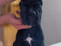 A Scr Fci-kif kayıtlı cane corso