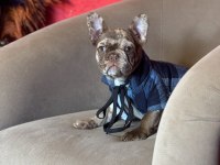 Mükemmel anatomi ve renkler french bulldog