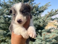 Petmode köpek çiftliğinden border collie yavrular