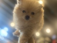 Pomeranian Boo