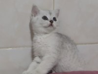 2 Aylık Güzeller Güzeli Silver Tabby Dişi Scottish
