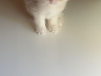 Hirakaramel british shorthair