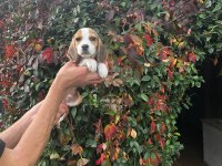 Beagle yavrular ırk ve sağlık garantili