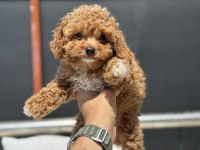 Petmode köpek çiftliğinde ziyarete açık kore maltipoo