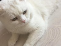 Minik yavrularımız yeni yuvalarını arıyorlar