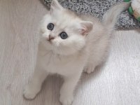 British shorthair silver dişi