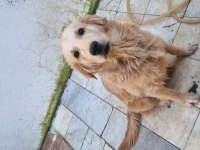 Golden Retriever 6 aylık erkek köpeğimiz