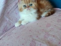 Saf Kan Exotic Shorthair Erkek Yavru