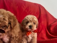 MALTİPOO IRK VE SAĞLIK GARANTİLİ