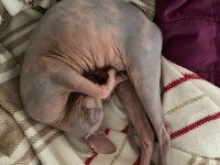 Tüysüz kedi sphynx dişi oyuncu güzel bir kız