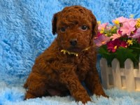 Toy Poodle Irk Garantili Yavrular