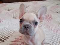 2 aylık french bulldog