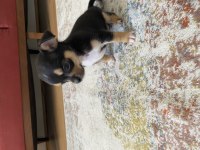 2 aylık yavru chihuahua