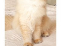 Safkan British longhair ny11