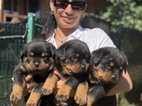 Rottweiler FCI şecereli yavrular