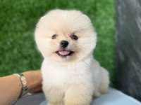 Pomeranian kalitesinin ve farkının farkında olan yavrular