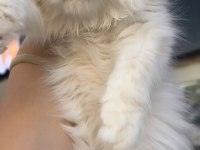 Birbirinden güzel british longhair bebeklerim