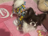 TEACUP ERKEK CHİHUAHUA YAVRU