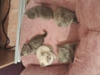 British shorthair yavrularımız