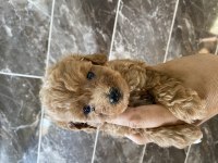 Orjinal Maltipoo Bebekler