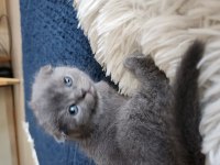 Scottish fold ve british yavrular rezervasyona hazır