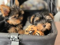 Yorkshire terrier dişi erkek teacup yavrularım