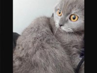 10 aylık dişi scottish fold