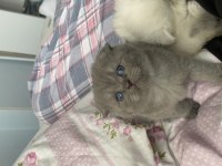1 Buçuk Aylık Scottish Fold Kedimiz