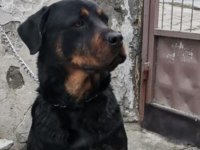 Dişi rottweiler 8 aylık
