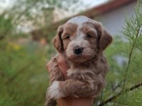F1 0 NUMARA MALTİPOO YAVRULARIM GELDİ