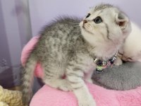 Safkan Scottish Fold ve Straight Yavrular Catteryden