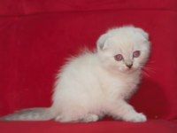 Teslime Hazır Son Yavru Erkek Scottish Fold