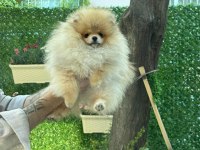 Pomeranian boo yavrumuz