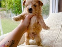 Petmode köpek çiftliğinden tea cup morkie yavrular