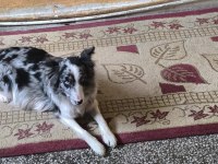 4adet safkan border collie yavruları