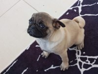 2 buçuk aylık dişi pug