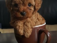 Küçük poodle prensesler