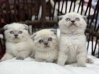 Scottish fold güzellikleri