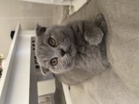 3 aylık erkek scottish fold