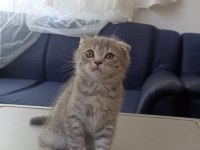 çok tatlı scottish fold kedileri