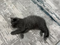 3 aylık erkek british shorthair
