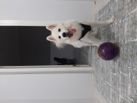 Ücretsiz samoyed sahiplendirme