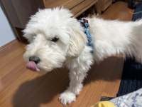 Ücretsiz tatlılar tatlısı maltipoo