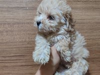 F2 Duble Dizayn Baby Maltipoo