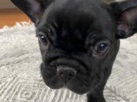 2 aylık french bulldog