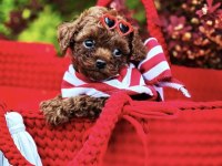 Toy Poodle Kore Ultra Minik Yavrularımız