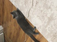 Full şecereli british shorthair oğlumuz dumana eş arıyoruz